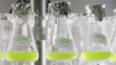 RUMED Anwendung Life Science Токсичность водорослей по стандарту ISO8692