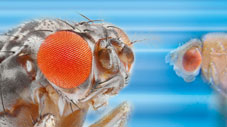 RUMED Anwendung Life Science Drosophila Anzucht